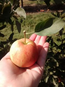 Gala apple held in hand